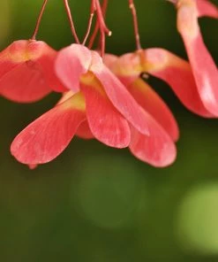 Fast Growing Trees Red Select Japanese Maple Tree Japanese Maples 13 Fast Growing Trees Red Select Japanese Maple Tree Japanese Maples