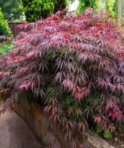 Fast Growing Trees Red Select Japanese Maple Tree Japanese Maples 10 Fast Growing Trees Red Select Japanese Maple Tree Japanese Maples
