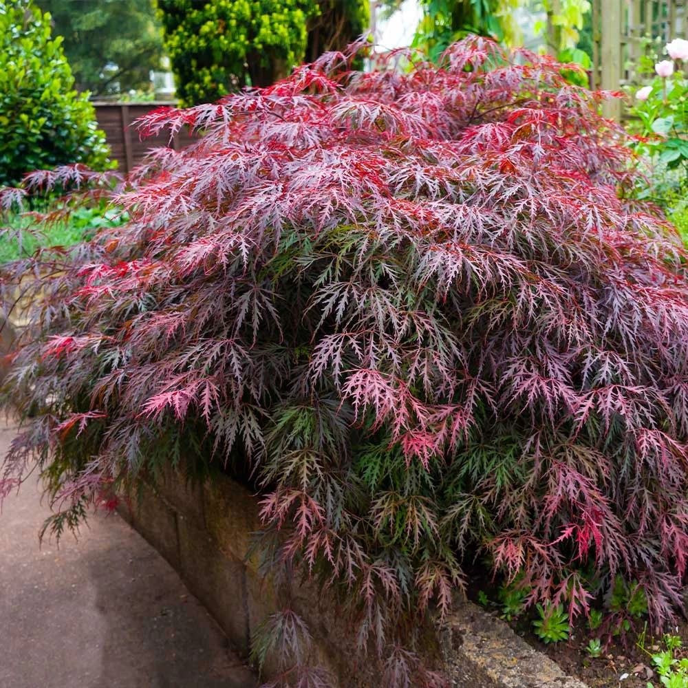 Fast Growing Trees Red Select Japanese Maple Tree Japanese Maples 5 Fast Growing Trees Red Select Japanese Maple Tree Japanese Maples