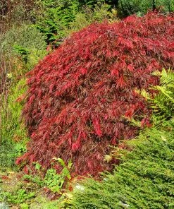 Fast Growing Trees Red Select Japanese Maple Tree Japanese Maples