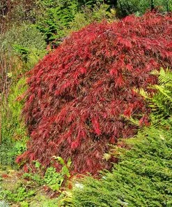Fast Growing Trees Red Select Japanese Maple Tree Japanese Maples