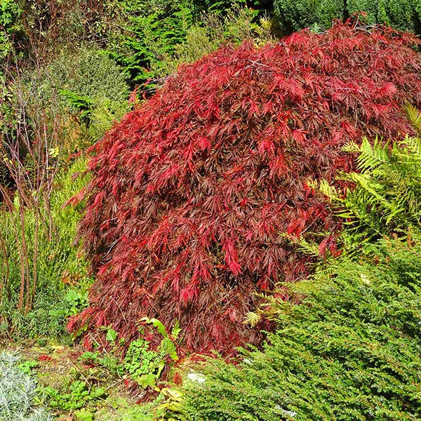 Fast Growing Trees Red Select Japanese Maple Tree Japanese Maples 3 Fast Growing Trees Red Select Japanese Maple Tree Japanese Maples