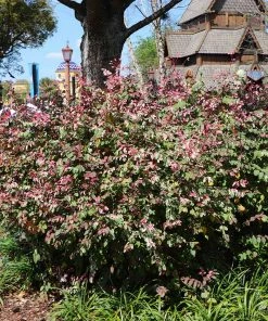 Fast Growing Trees Jazz Hands® Variegated Loropetalum