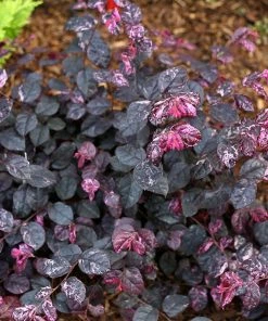 Fast Growing Trees Jazz Hands® Variegated Loropetalum