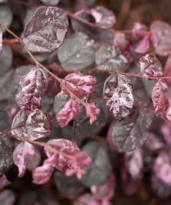 Fast Growing Trees Jazz Hands® Variegated Loropetalum