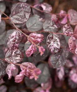 Fast Growing Trees Jazz Hands® Variegated Loropetalum