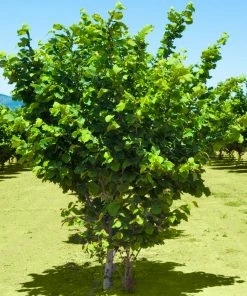 Fast Growing Trees Jefferson Filbert Hazelnut Tree Nut Trees 12 Fast Growing Trees Jefferson Filbert Hazelnut Tree Nut Trees