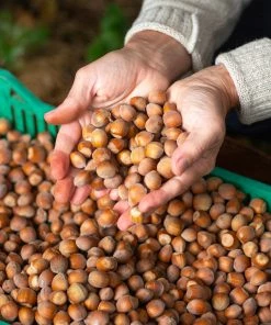 Fast Growing Trees Jefferson Filbert Hazelnut Tree Nut Trees 10 Fast Growing Trees Jefferson Filbert Hazelnut Tree Nut Trees
