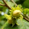 Fast Growing Trees Jefferson Filbert Hazelnut Tree Nut Trees 2 Fast Growing Trees Jefferson Filbert Hazelnut Tree Nut Trees