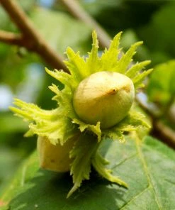 Fast Growing Trees Jefferson Filbert Hazelnut Tree Nut Trees