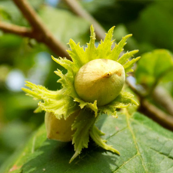 Fast Growing Trees Jefferson Filbert Hazelnut Tree Nut Trees 3 Fast Growing Trees Jefferson Filbert Hazelnut Tree Nut Trees