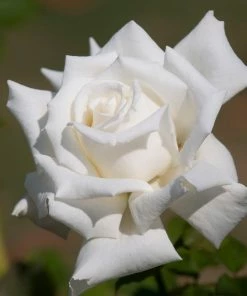 Fast Growing Trees John F. Kennedy Hybrid Tea Rose Shrub Roses