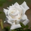 Fast Growing Trees John F. Kennedy Hybrid Tea Rose Shrub Roses