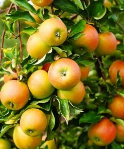 Fast Growing Trees Jonagold Apple Tree Apple Trees