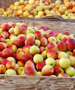 Fast Growing Trees Jonagold Apple Tree Apple Trees
