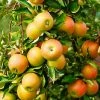 Fast Growing Trees Jonagold Apple Tree Apple Trees 1 Fast Growing Trees Jonagold Apple Tree Apple Trees