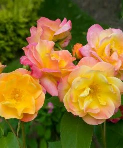 Fast Growing Trees Joseph's Coat Climbing Rose