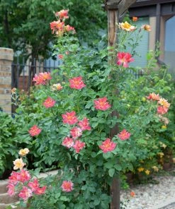 Fast Growing Trees Joseph's Coat Climbing Rose