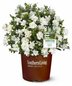 Fast Growing Trees Gardenias Jubilation Gardenia Shrub
