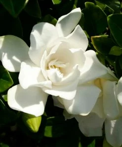 Fast Growing Trees Gardenias Jubilation Gardenia Shrub