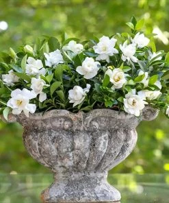 Fast Growing Trees Gardenias Jubilation Gardenia Shrub