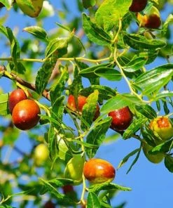 Fast Growing Trees See All Fruit Trees Jujube Tree