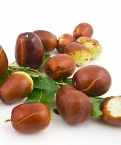 Fast Growing Trees See All Fruit Trees Jujube Tree