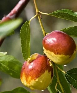 Fast Growing Trees See All Fruit Trees Jujube Tree