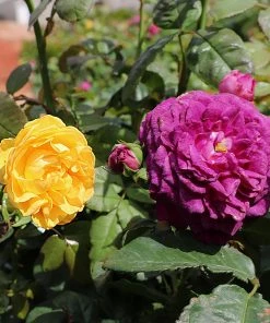 Fast Growing Trees Rose Trees Julia Child And Ebb Tide™ Two-fer® Rose Tree