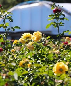 Fast Growing Trees Rose Trees Julia Child And Ebb Tide™ Two-fer® Rose Tree