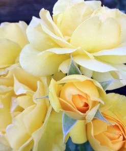 Fast Growing Trees Julia Child Rose