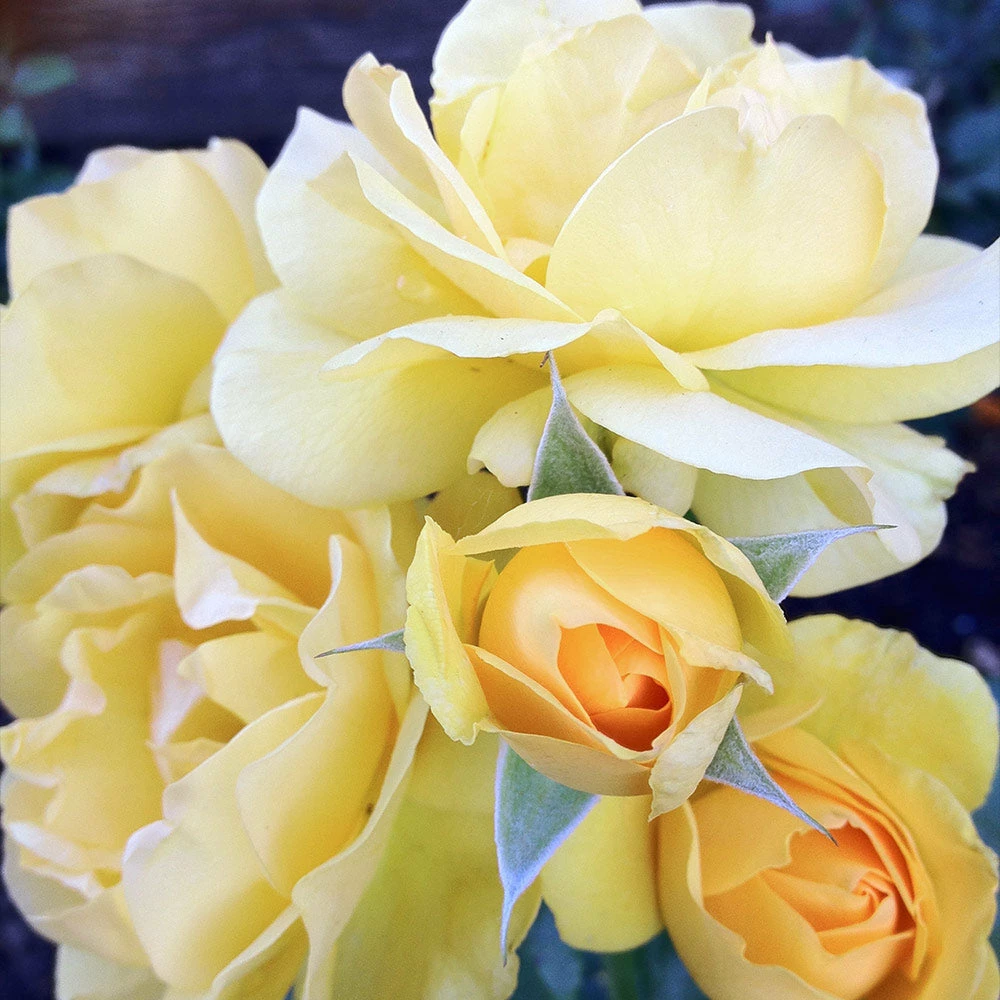 Fast Growing Trees Julia Child Rose 4 Fast Growing Trees Julia Child Rose