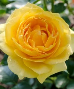 Fast Growing Trees Julia Child Rose 7 Fast Growing Trees Julia Child Rose