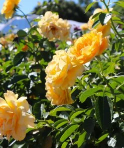 Fast Growing Trees Rose Trees Julia Child Rose Tree 10 Fast Growing Trees Rose Trees Julia Child Rose Tree