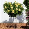 Fast Growing Trees Rose Trees Julia Child Rose Tree
