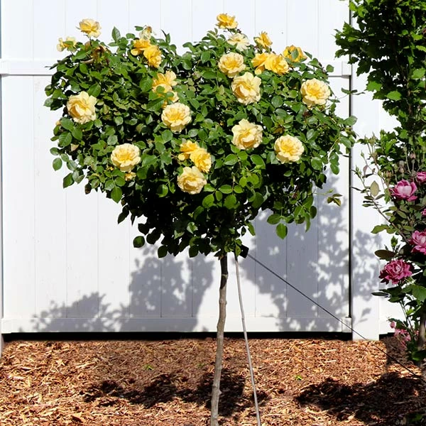 Fast Growing Trees Rose Trees Julia Child Rose Tree 3 Fast Growing Trees Rose Trees Julia Child Rose Tree
