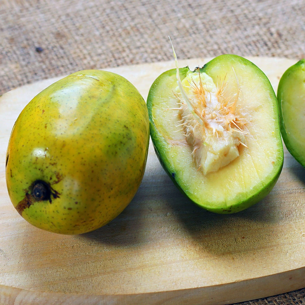 Fast Growing Trees Plum Trees June Plum Tree 5 Fast Growing Trees Plum Trees June Plum Tree