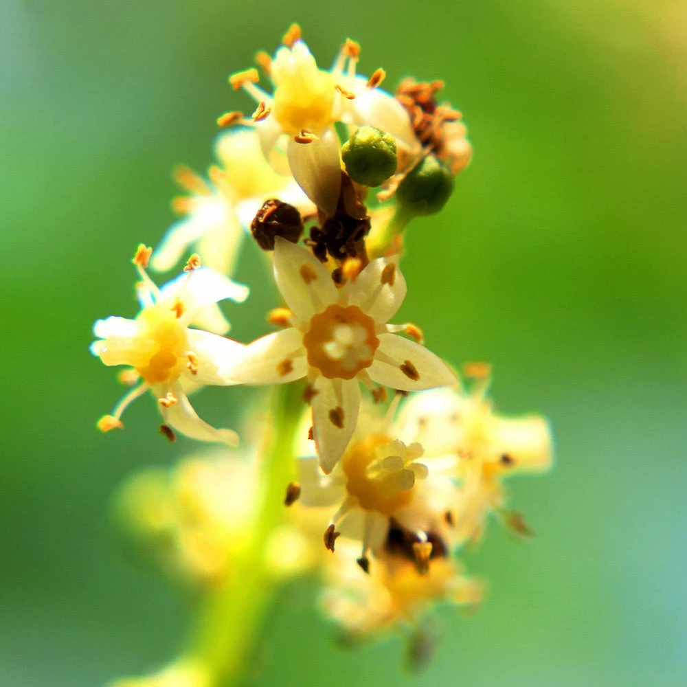 Fast Growing Trees Plum Trees June Plum Tree 6 Fast Growing Trees Plum Trees June Plum Tree