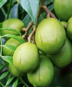 Fast Growing Trees Plum Trees June Plum Tree