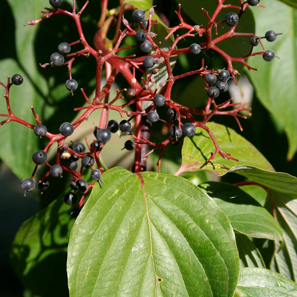 Fast Growing Trees June Snow Giant Dogwood Dogwood Trees 5 Fast Growing Trees June Snow Giant Dogwood Dogwood Trees