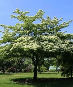 Fast Growing Trees June Snow Giant Dogwood Dogwood Trees 7 Fast Growing Trees June Snow Giant Dogwood Dogwood Trees