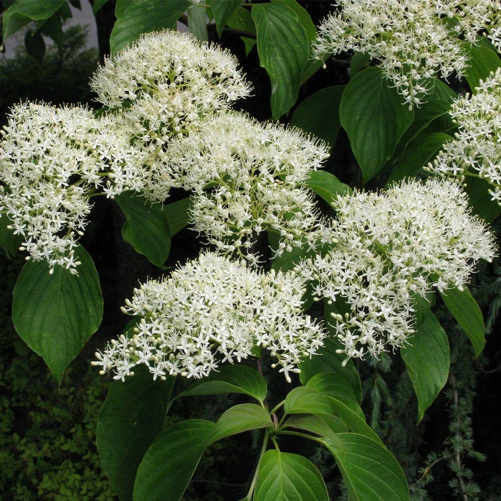 Fast Growing Trees June Snow Giant Dogwood Dogwood Trees 6 Fast Growing Trees June Snow Giant Dogwood Dogwood Trees