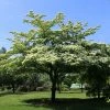 Fast Growing Trees June Snow Giant Dogwood Dogwood Trees 2 Fast Growing Trees June Snow Giant Dogwood Dogwood Trees