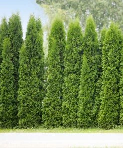 Fast Growing Trees Arborvitae Trees Junior Giant Thuja Tree