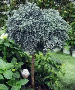 Fast Growing Trees Blue Star Juniper Tree