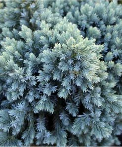 Fast Growing Trees Blue Star Juniper Tree