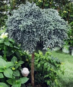 Fast Growing Trees Blue Star Juniper Tree