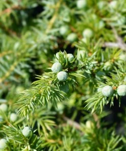 Fast Growing Trees Juniper Trees Blue Pacific Juniper
