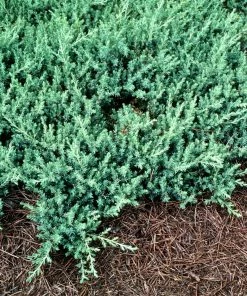 Fast Growing Trees Juniper Trees Blue Pacific Juniper