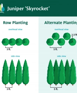 Fast Growing Trees Skyrocket Junipers